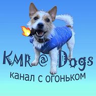 KMR@Dogs-животные, смешные животные, смешные видео, юмор, птицы, собаки, кошки, обезьяны.
