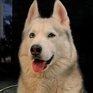 Хаски Бандит