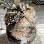 Кошка.ru