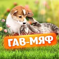 Коты и котики, собаки и пёсики: смешные забавные видео