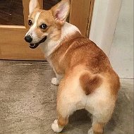 Корги