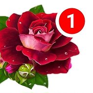 Открытки и поздравления