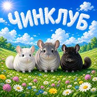 ЧинКлуб - всё о шиншиллах