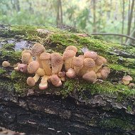 Воронежские грибники