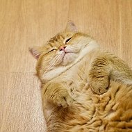 Кот Хосико