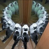Follyflly