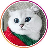 Кошки. Котики