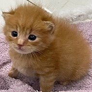 котята как смысл жизни
