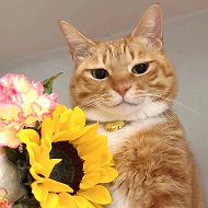 Кот-обормот😻