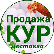 Продажа и доставка Кур-несушек | Куры76.рф