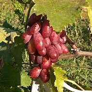 Всё про виноградник 🍇