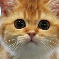 Забавные животные| КОШКИ | СОБАКИ | НАШИ ПИТОМЦЫ