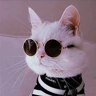 Кошки 🐈