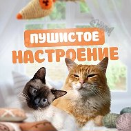 Пушистое настроение | Котики