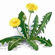 МДОУ Д/С "ОДУВАНЧИК" Г.БАЛАШОВА