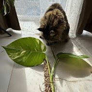 Домашние растения / комнатные цветы