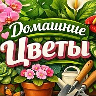 Домашние цветы | Комнатные растения