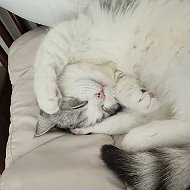 Милые Котики 🐱