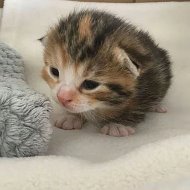 Мякичи | Котята