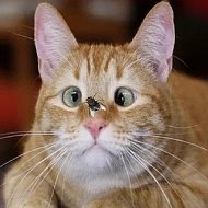 Смешные Коты Видео Кошки Котики | Приколы Милые Котята Видео с Котами Смешные Животные Ржач Мяу Юмор