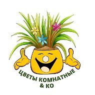 Цветы комнатные & Ко