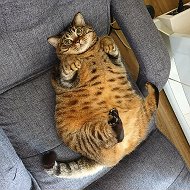 Котомания