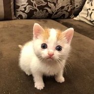 Котики Коты Домашние Милые Пушистики Классные Смешные Видео Фото Котята Кошки cats video