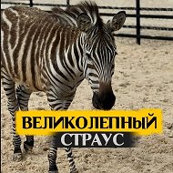 КФХ Великолепный страус & КАФЕ
