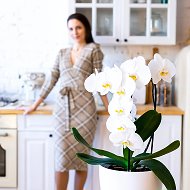 orchid_katlo орхидеи красивый уход