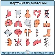 Карточки по анатомии