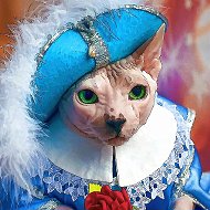 кот Портос
