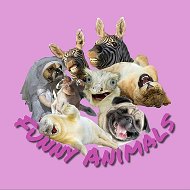 Funny Animals -животные, смешные животные, смешные видео, юмор, приколы, собаки, кошки, обезьяны.