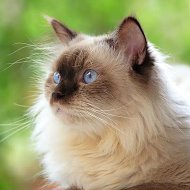 🐱Котики Online🐱