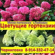 Метельчатые гортензии питомника "Любава"