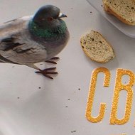 Светские крошки LIVE