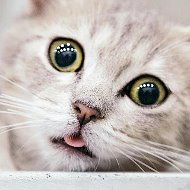 Котики