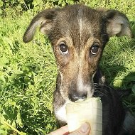 Благотворительный фонд «Щенячий Ангел»