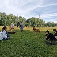 Мир свободной лошади Royal Horse Кострома