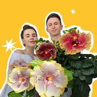 Хибиблум | Hibibloom | Гибискусы