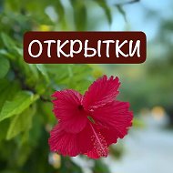 🌺ОТКРЫТКИ, СТИКЕРЫ, ФОТО ДЛЯ СТОРИС.🌺