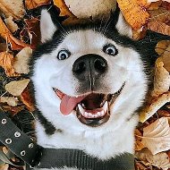 Смешные Животные