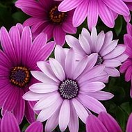 🌺 МИР ЦВЕТОВ