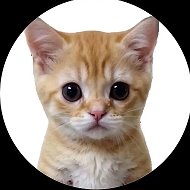 КОТЯТА ПОЯСНЯЮТ