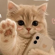ОБОИ
