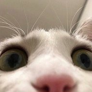 Клуб почитателей котов