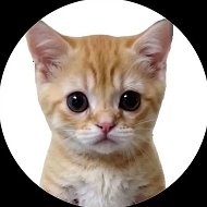 КОТЯТА ПОЯСНЯЮТ ✓