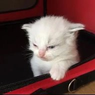 Клуб депрессивных котят